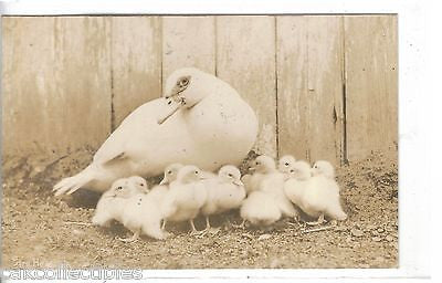 RPPC-Duck and Ducklings - Cakcollectibles
