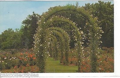 Municipal Rose Garden,Elizabeth Park-Hartford,Connecticut - Cakcollectibles