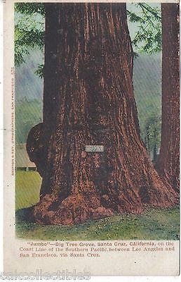 "Jumbo"-Big Tree Grove-Santa Cruz,California UDB - Cakcollectibles