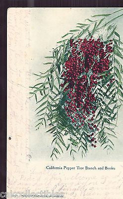 California Pepper Tree Branch and Berries 1907 - Cakcollectibles