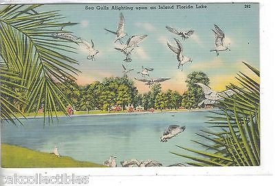 Sea Gulls Alighting upon an Inland Florida Lake - Cakcollectibles