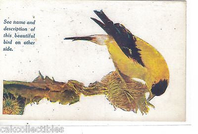 The American Goldfinch Post Card (Writing on back) - Cakcollectibles
