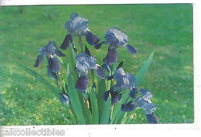 The Purple Iris-Tennessee State Flower - Cakcollectibles