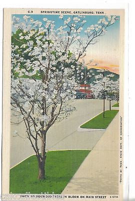 Dogwood Trees in Bloom on Main treet-Gatlinburg,Tennessee - Cakcollectibles