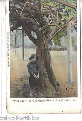 Small Boy Under the Old Grape Vine at San Gabriel,California 1909 - Cakcollectibles