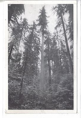 World's Tallest Tree-"Founders Tree" in The Redwood Empire of California - Cakcollectibles