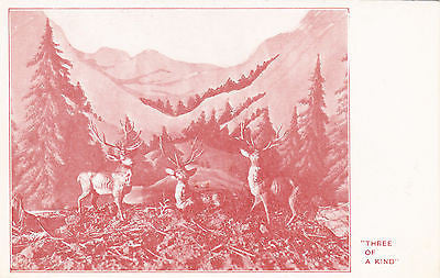 Three Of A Kind Deer Postcard - Cakcollectibles