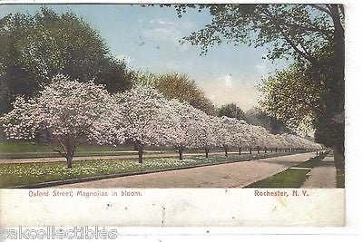 Oxford Street,Magnolias in Bloom-Rochester,New York - Cakcollectibles