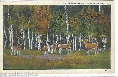 Deer among The Aspens in The Rockies - Cakcollectibles