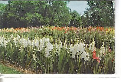 Gladiolus - Kingwood Center, Mansfield, Ohio - Cakcollectibles