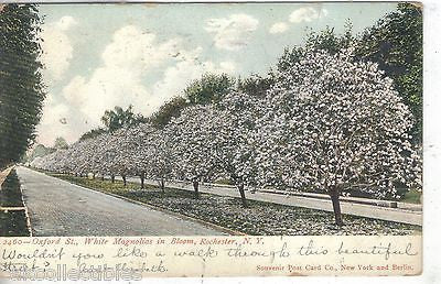 White Magnolias in Bloom,Oxford Street-Rochester,New York 1906 - Cakcollectibles
