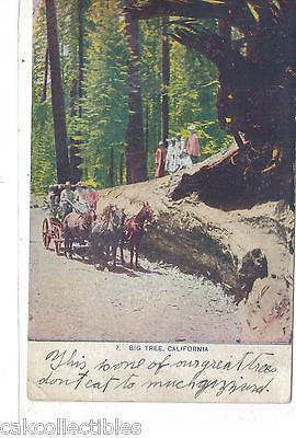 Horse and Buggy-Big Tree,California 1909 - Cakcollectibles