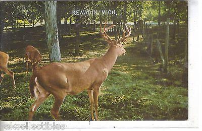 White Tail Buck-Kewadin,Michigan 1968 - Cakcollectibles