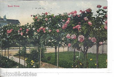 Early Post Card-Rose Trees 1914 - Cakcollectibles