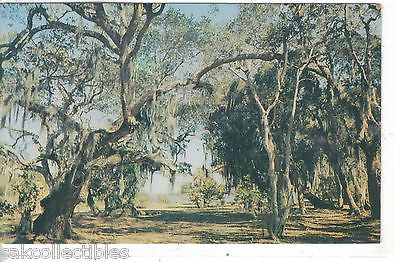 Oaks and Moss,overlooking Bay in Florida - Cakcollectibles