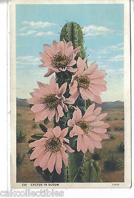 Cactus in Bloom-Post Card 1931 - Cakcollectibles