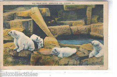 Polar Bears,Brookfield Zoo-Chicago,Illinois 1940 - Cakcollectibles