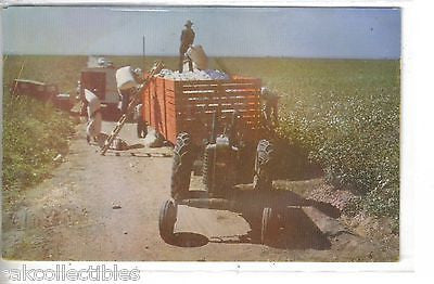 Vintage Post Card-Cotton Picking - Cakcollectibles