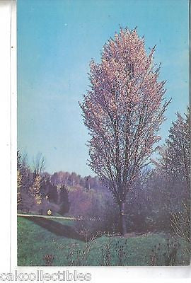 Rancho Columnar Sargent Cherry-Vintage Post Card - Cakcollectibles