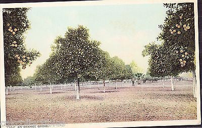 Early Post Card of An Orange Grove - Cakcollectibles