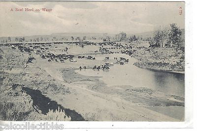 A Beef Herd on Water-Montana - Cakcollectibles