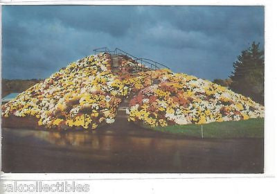 Chrysanthemum Mountain,Ott's Exotic Greenhouse-Schwenksville,Pennsylvania - Cakcollectibles