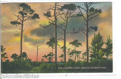 A Florida Sunset through Caribbean Pines 1941 - Cakcollectibles