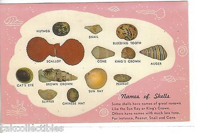 Vintage Post Card-Names of Shells - Cakcollectibles