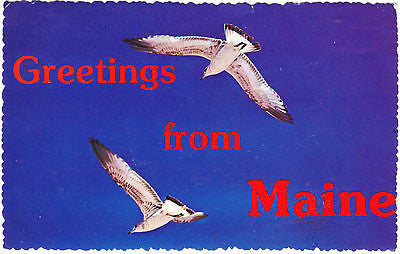 Greetings From Maine Postcard - Cakcollectibles