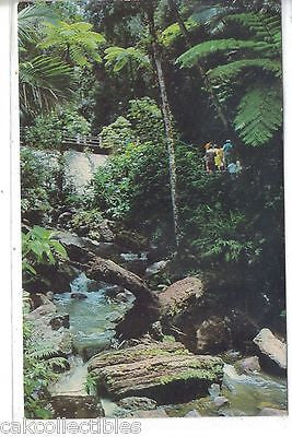 El Yunque Rain Forest-El Yunque,P.R. - Cakcollectibles