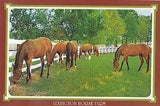 Greetings From Lexington Horse Farm Postcard - Cakcollectibles - 1