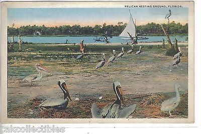 Pelican Nesting Ground-Florida - Cakcollectibles