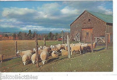Vintage Post Card-Sheep Ready For Shearing - Cakcollectibles