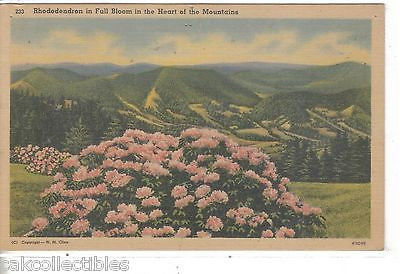 Rhododendron in Full Bloom in The Heart of The Mountains (Linen Post Card) - Cakcollectibles