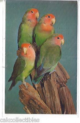 Rosey-Faced Lovebirds,National Zoological Park-Washington,D.C. - Cakcollectibles
