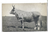 "Lone Star" The Largest Living Cow on Earth-Texas old postcard front
