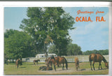 Greetings from Ocala,Florida-Horses - Cakcollectibles - 1