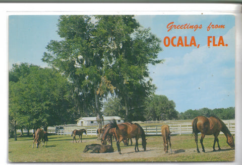 Greetings from Ocala,Florida-Horses - Cakcollectibles - 1