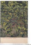 Early Post Card-Coffee Tree (bearing)-Panama - Cakcollectibles - 1