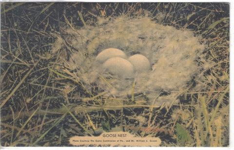 Goose Nest - Linen Postcard - Cakcollectibles - 1