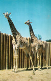 "Spotty and Dottie" - Masai Giraffes - Swope Park,Kansas City,Missouri