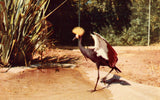 West African Crown Crane - San Diego Zoo - California Postcard