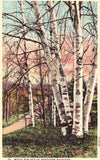 White Birches of Northern Michigan Linen Postcard