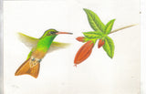 The Buff-Bellied Hummingbird-Readers Digest Postcard - Cakcollectibles - 1