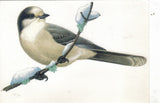 The Gray Jay-Readers Digest Postcard - Cakcollectibles - 1