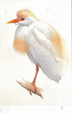 The Cattle Egret-Readers Digest - Cakcollectibles - 1