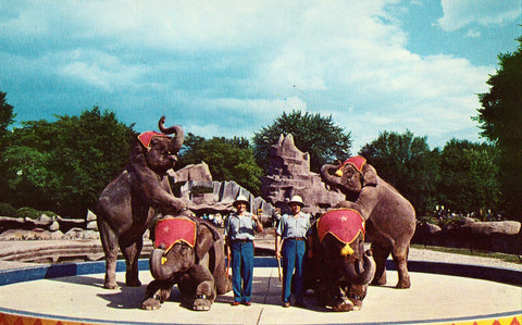 Retro Postcards Elephant Show - Detroit Zoological Park - Royal Oak,Michigan