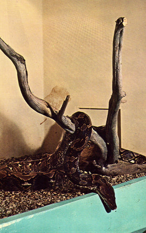 Reticulated Python - Detroit Zoological Park - Royal Oak,Michigan Vintage Postcard