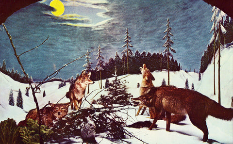 Coyotes in Winter at The Underground Forest - Frederic,Michigan Retro Postcard