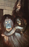 Orangutan and Baby - Detroit Zoological Park - Royal Oak,Michigan Vintage Postcard